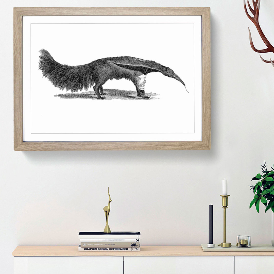 Great Ant-Eater in Black & White by George Shaw - Framed Print