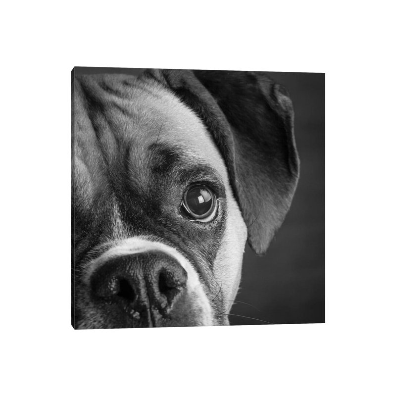 Portrait Of A Boxer Dog - Wrapped Canvas Print, 30.48 cm H x 30.48 cm W