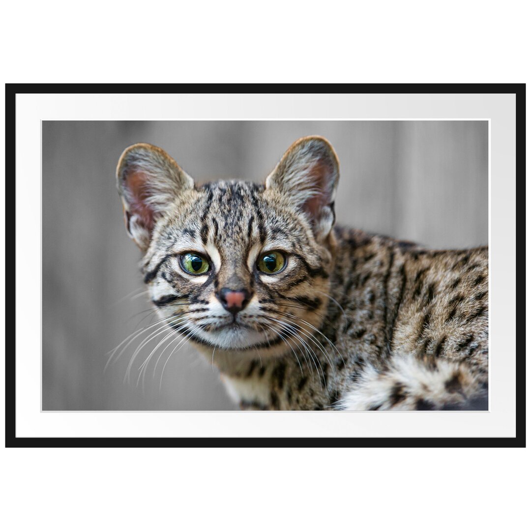 Gerahmtes Poster Kleine aufmerksame Bengalkatze