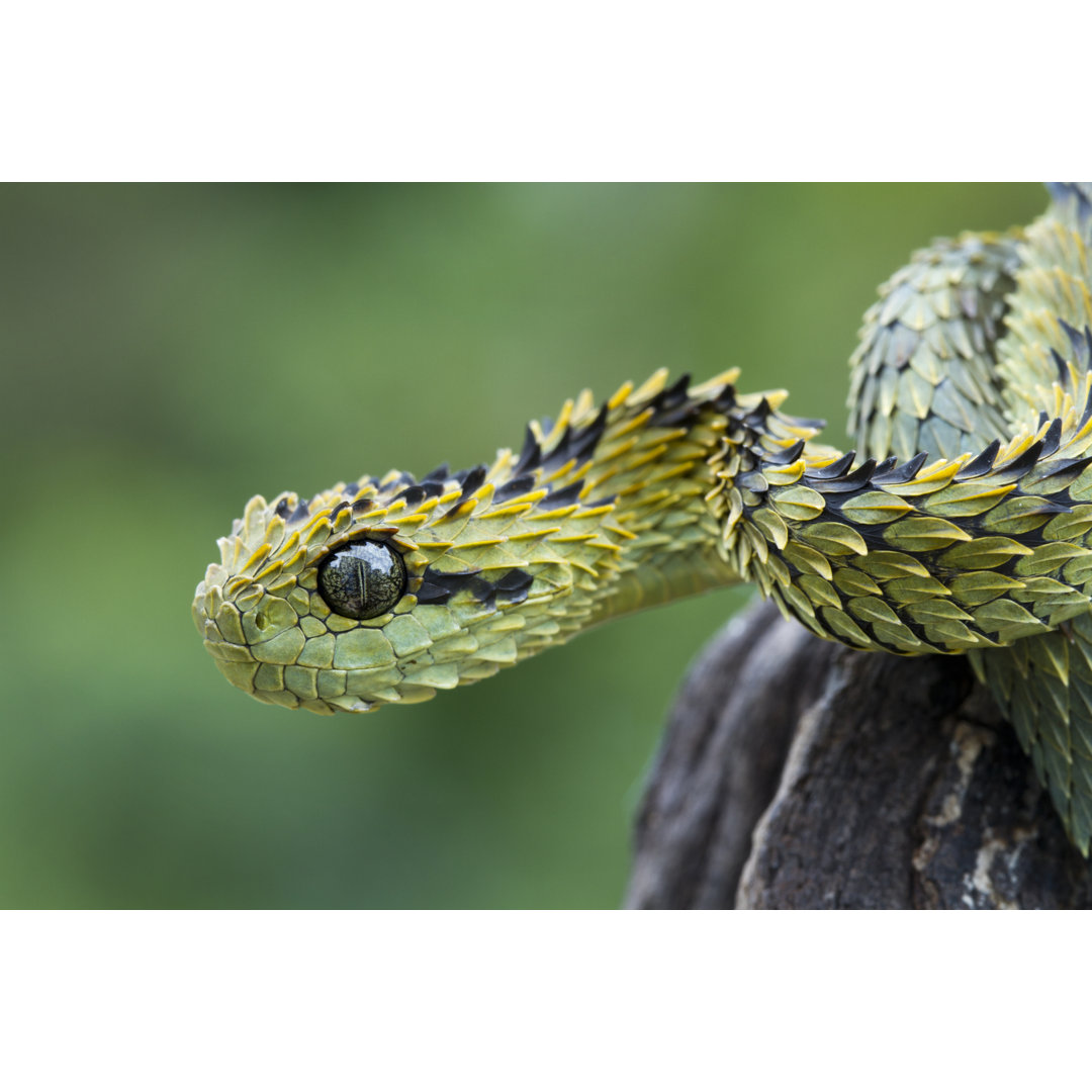 Haarige Buschviper Schlange von Mark Kostich - Kunstdrucke auf Leinwand ohne Rahmen