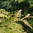 3 gal. Arborvitae Green Giant