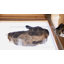 Marche pour chat pour fenêtre