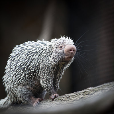 Close-up Of Brazilian Porcupine by ViktorCap - Wrapped Canvas Print