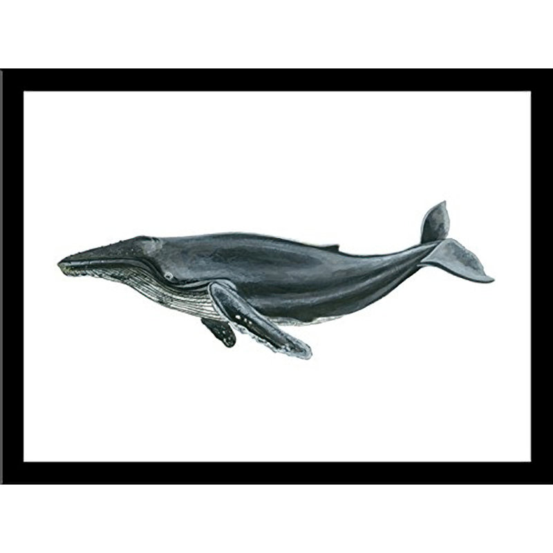 Baleine à bosse par Damon Crook - reproduction de cadre photo, H 8 po x l 10 po