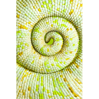 Chameleon Tail - Photographie sur toile tendue
