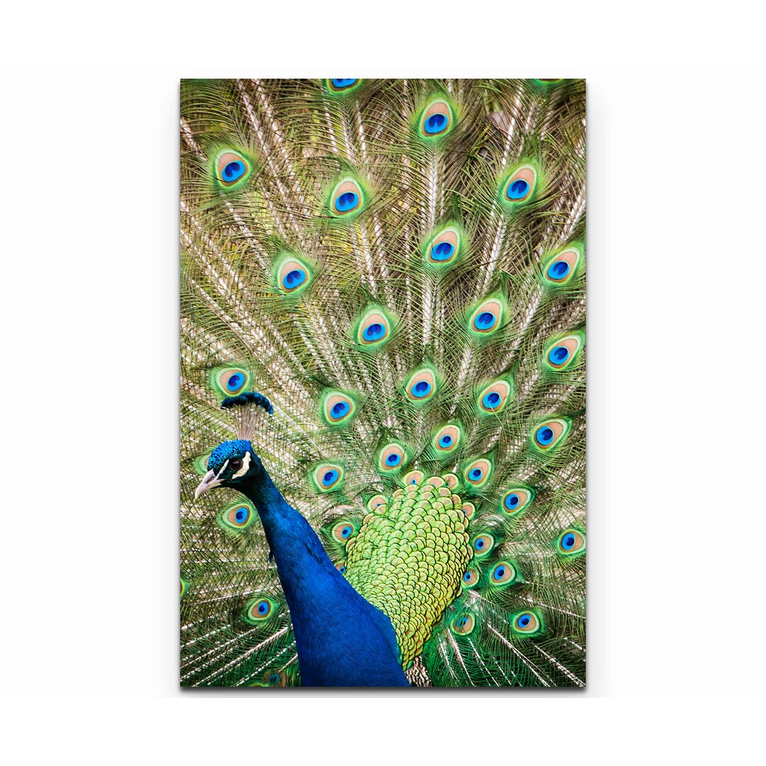 Leinwandbild Portrait eines Pfau