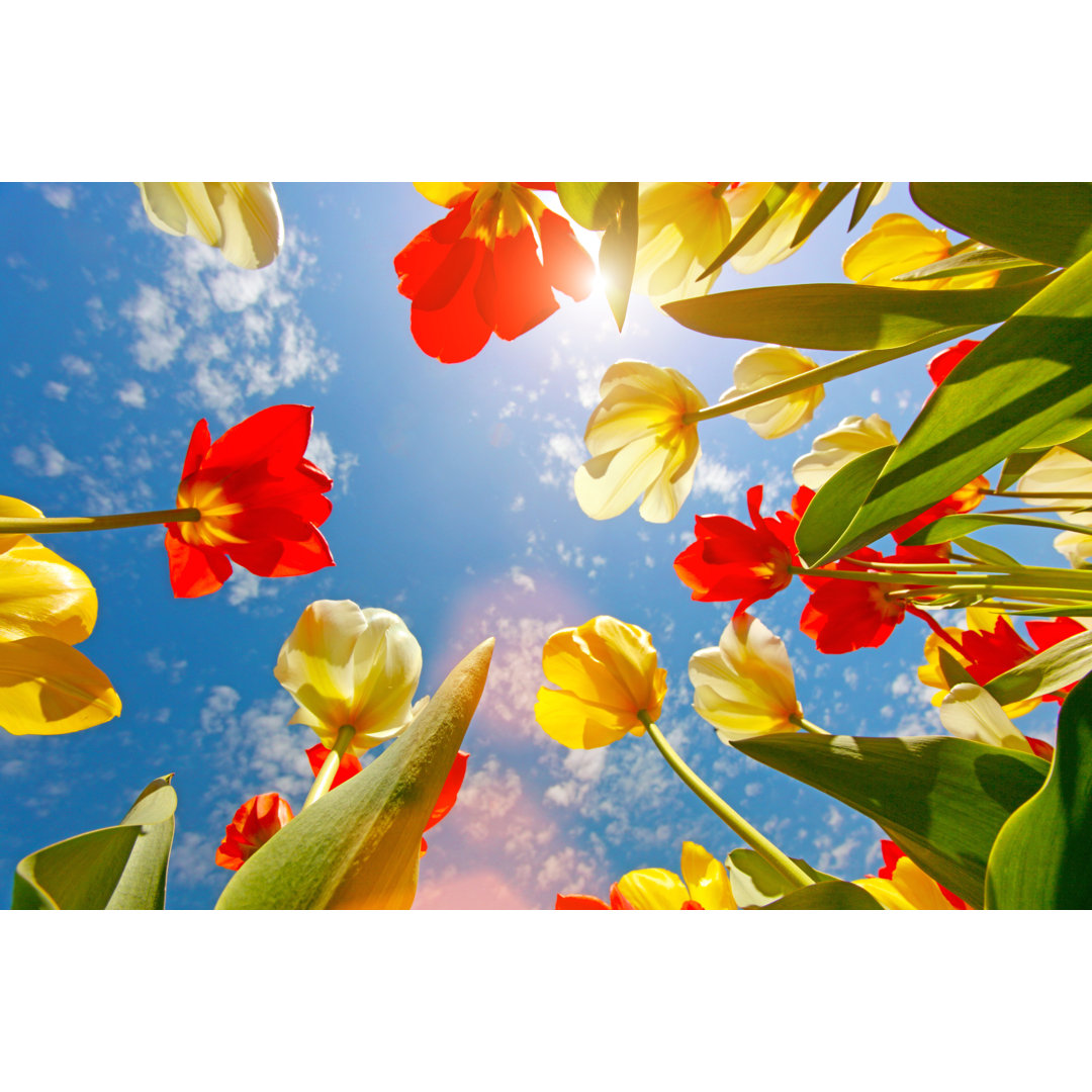 Tulpen Blumen von Maxiphoto - Kunstdrucke auf Leinwand