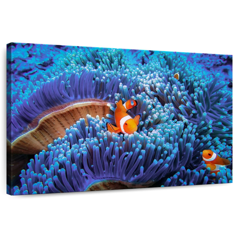 Bali sea anemone clownfish Aletra, H 34 po x l 51 po