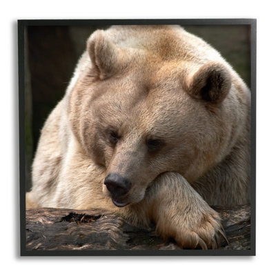 " Brown Bear Forest Wildlife " by Danita Delimont