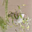 Stainless Steel Hanging Plant Pot-2077731211-2077731253