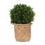 Seville Faux Boxwood Topiary in Cement/Bamboo Planter