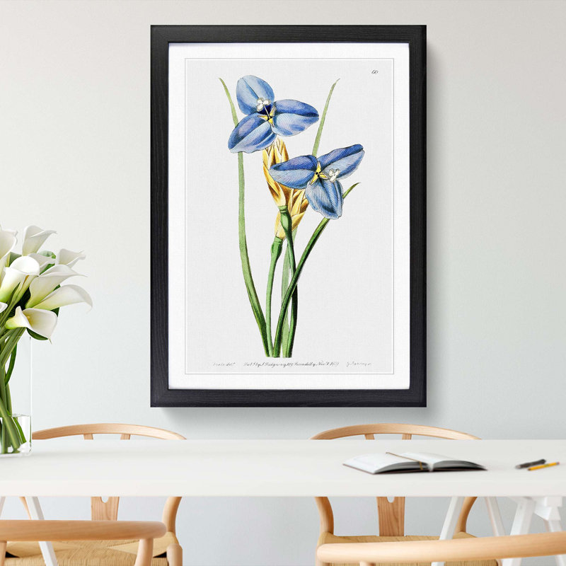 Blue Iris Flowers - Picture Frame Painting, Black, 50cm H x 35cm W x 2cm D