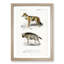 Golden Jackal & Striped Hyena by Charles D' Orbigny - Picture Frame Graphic Art Print-55608319-55608323