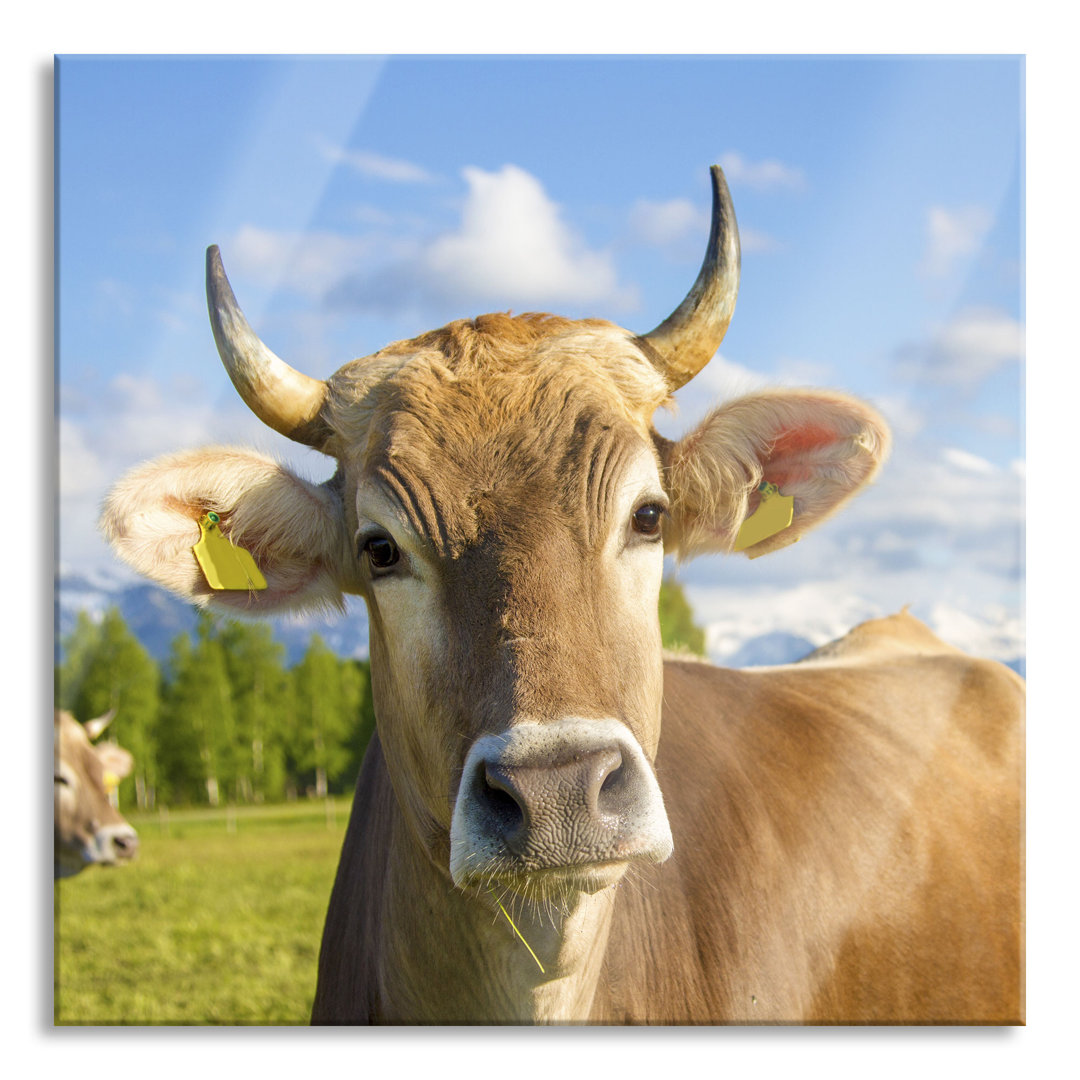 Ungerahmtes Foto auf Glas "Neugierige Kuh auf der Weide im Allgäu"