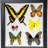 6 Genuine Butterflies In Black Display Frame