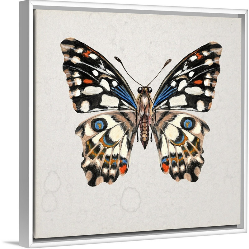 «Butterfly Study II» par Wang Melissa - reproduction d'art sur toile, H 14 po x l 14 po x P 2 po, Toile blanche encadrée