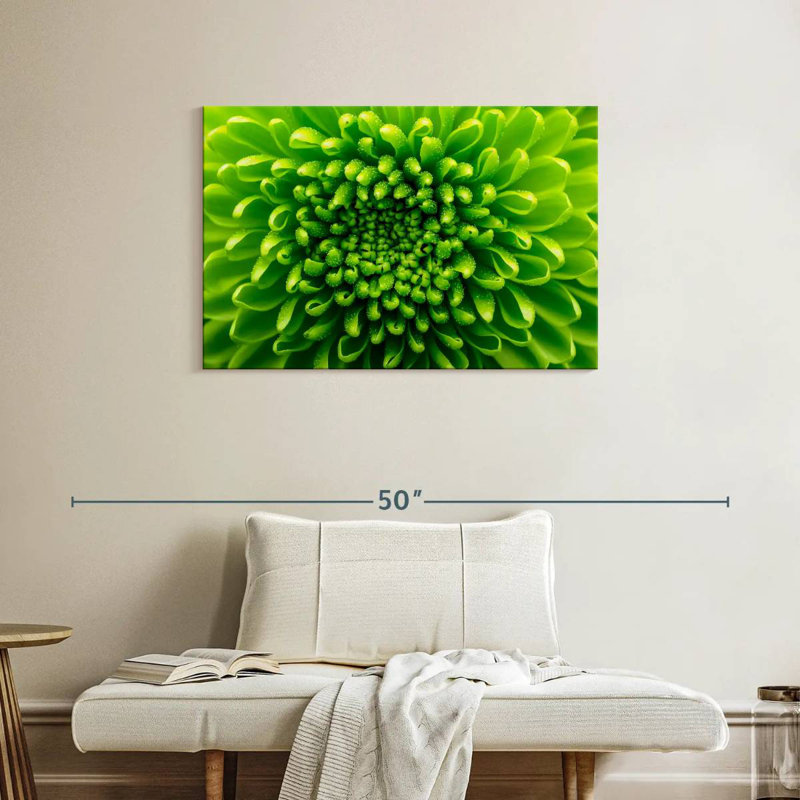 Chrysanthème vert, H 24 po x l 36 po
