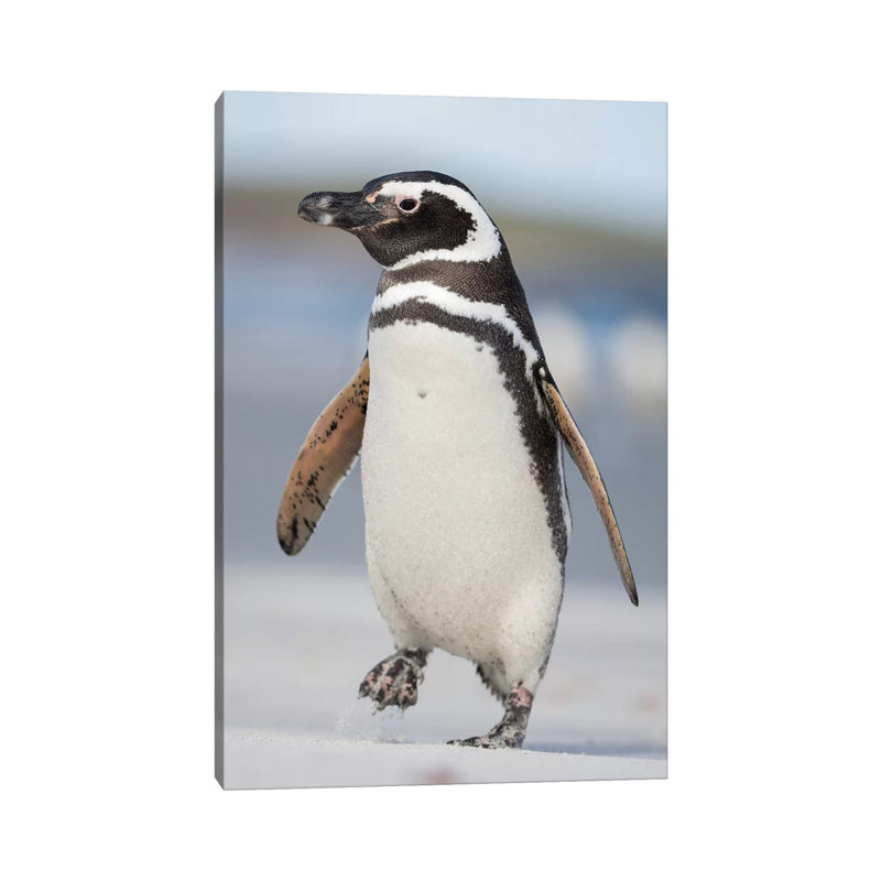 Magellanic Penguin, Falkland Islands. by Martin Zwick - Wrapped Canvas Print, 101.6 cm H x 66.04 cm W x 1.91 cm D