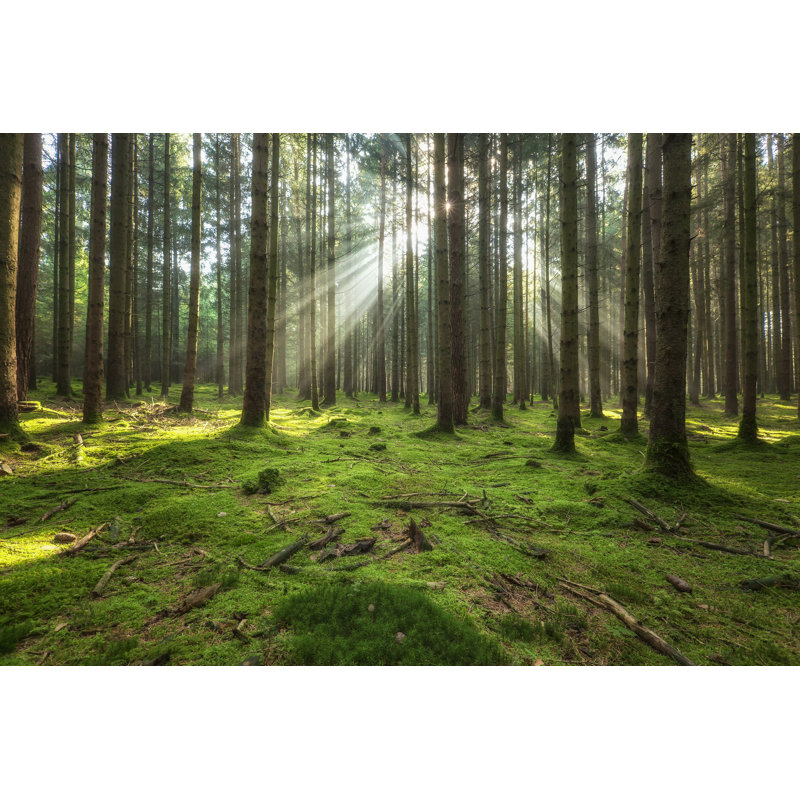Forêt de fées par Dietermeyrl, H 24 po x l 36 po