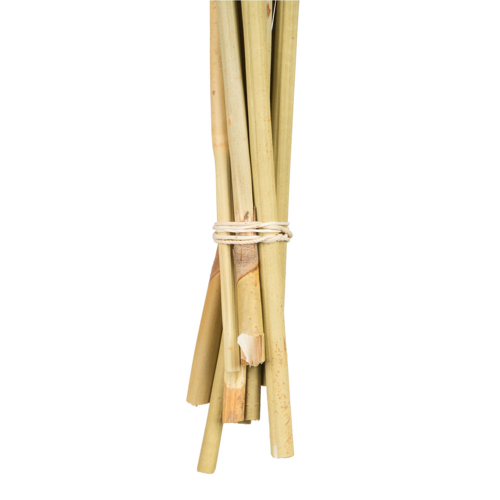 Dried Spider Knob Stems