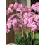 Roberi Orchid Arrangement in Planter-689457876