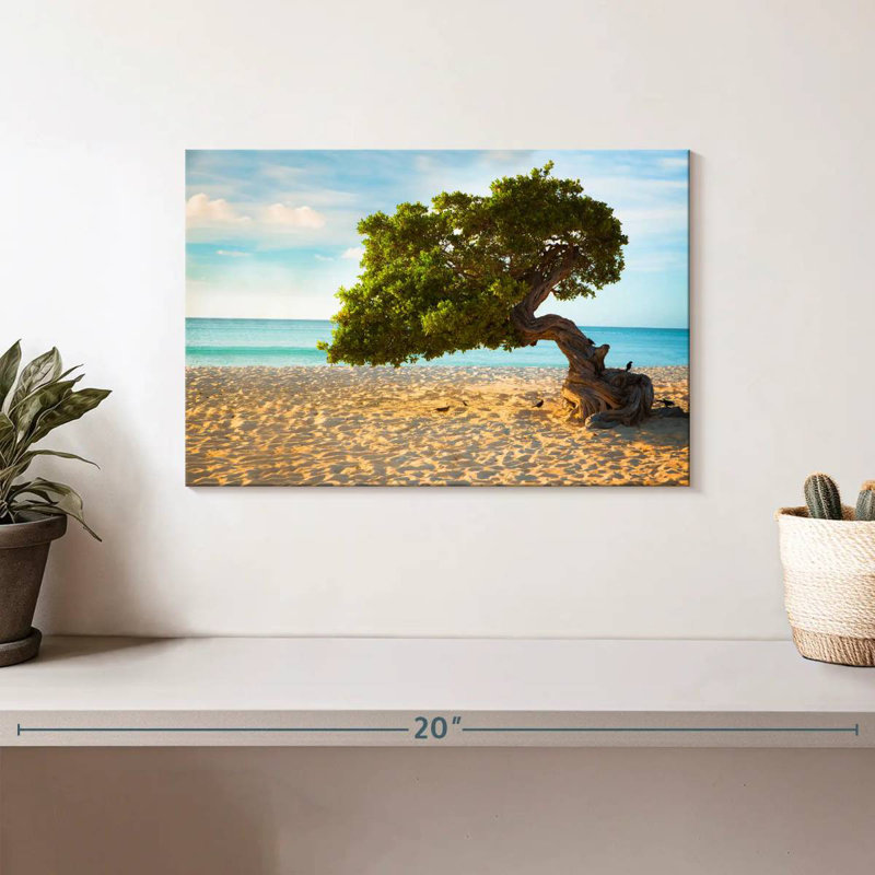 Arbre Gillard Divi-Divi à Aruba, H 8 po x l 12 po