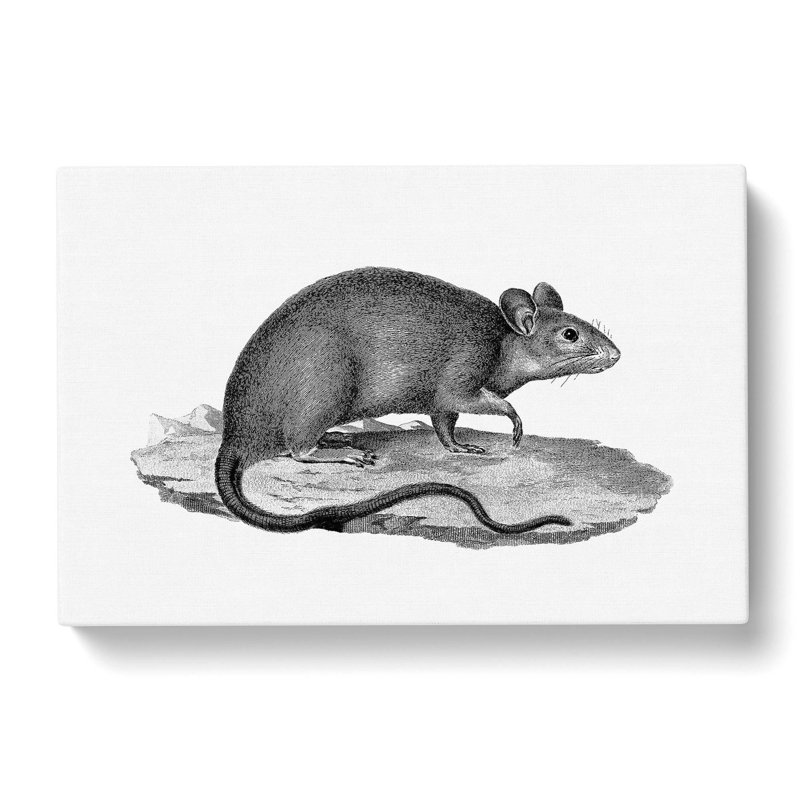 Rat Illustration - Wrapped Canvas Print, 40cm H x 60cm W x 3cm D
