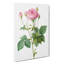 Pretty Pink French Roses by Pierre-Joseph Redoute - Wrapped Canvas Print-55322777