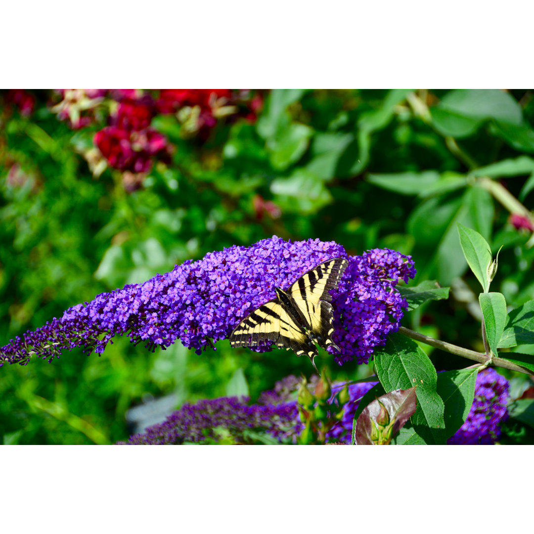 Schmetterling auf einer Blume - Kunstdrucke auf Leinwand ohne Rahmen