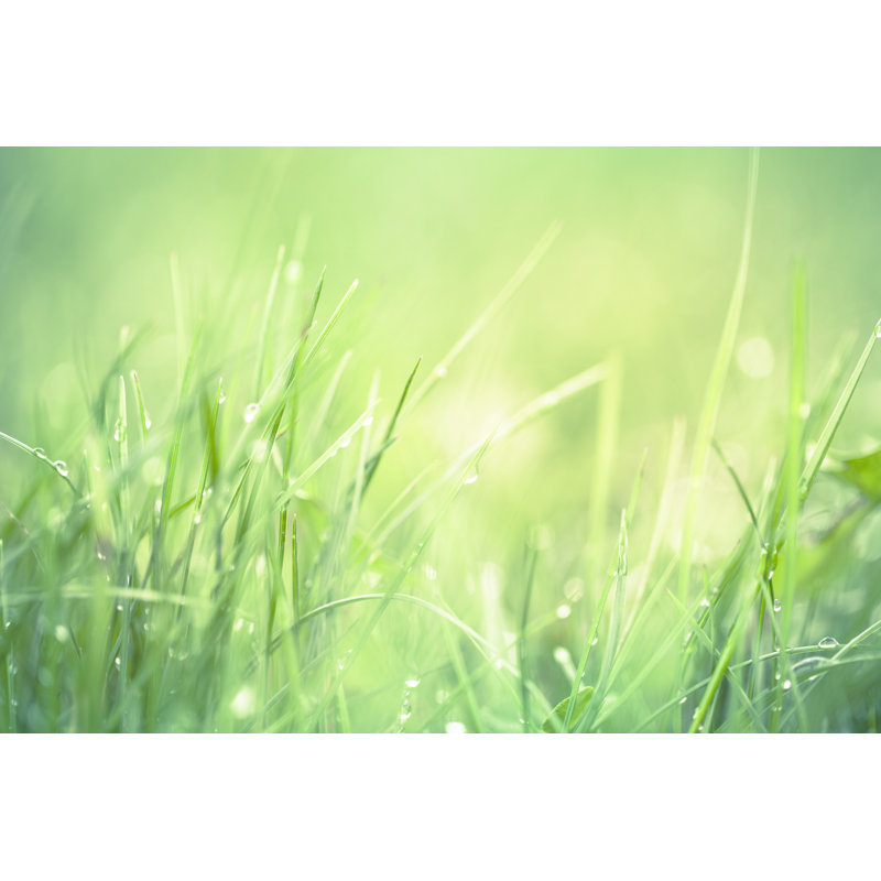 «Grass and Dew» par Mmeemil, H 12 po x l 18 po