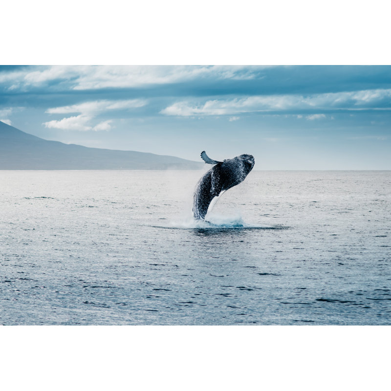Humpback Whale Jumping - Wrapped Canvas Print, 51cm H x 76cm W x 3.8cm D