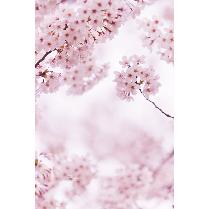 Beautiful Cherry Blossom by Ooyoo - No Frame Print on Canvas, 30cm H x 20cm W