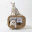 Lit pour chat Cinya-92732319-125421972
