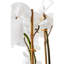 Orchidée dorée Abigail Realtouch-109242015