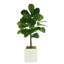 3.5' Fiddle Leaf Fig Tree-636218494