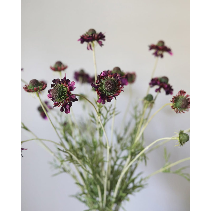 Scabieuse violette, fleur sauvage 29 po