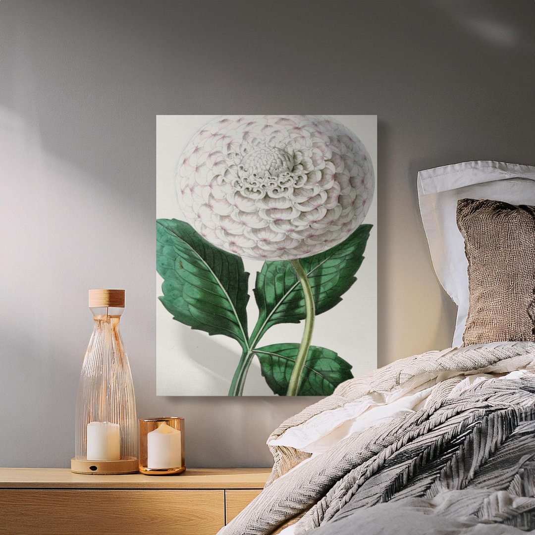 Vintage Dahlia Botanical Flower Canvas Print