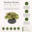 Arrangement Echeveria