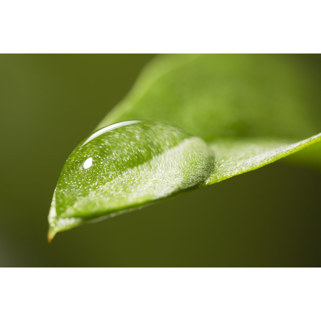 Blatt mit Regentropfen von Bernie_photo - Drucken