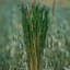 Tige d'herbe de Floride-1784212164
