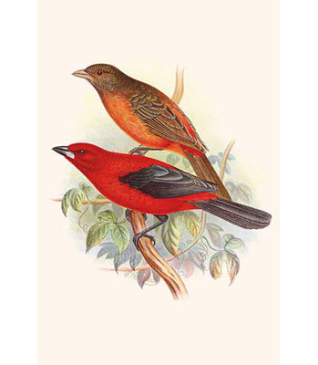 " Scarlet Tanager " by F.w. Frohawk