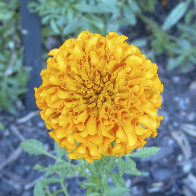 Marigold I - Wrapped Canvas Print