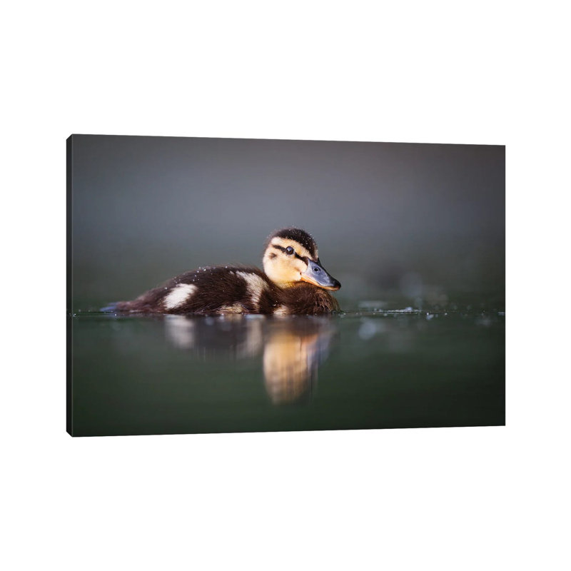 Duckling by Mateusz Piesiak - Wrapped Canvas Print, 45.72cm H x 66.04cm W x 1.905cm D
