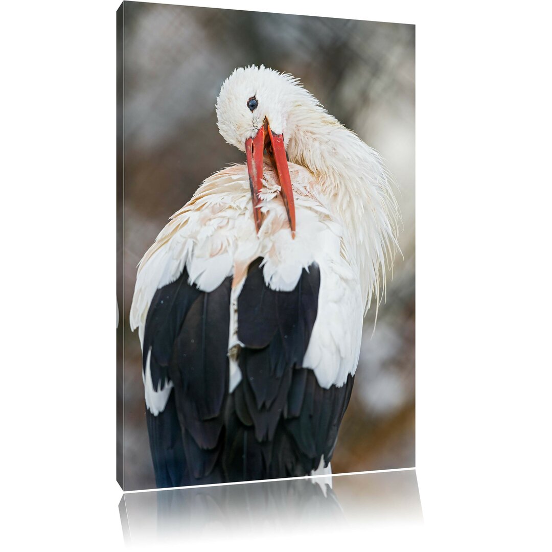 Leinwandbild Storch putzt sich