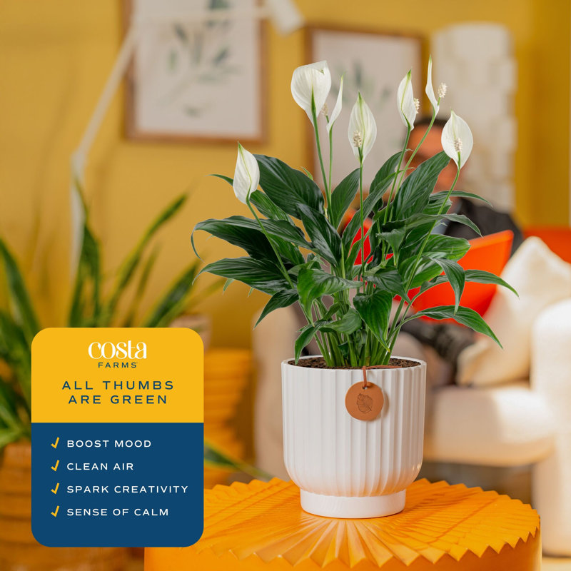 Peace Lily in Ceramic Planter