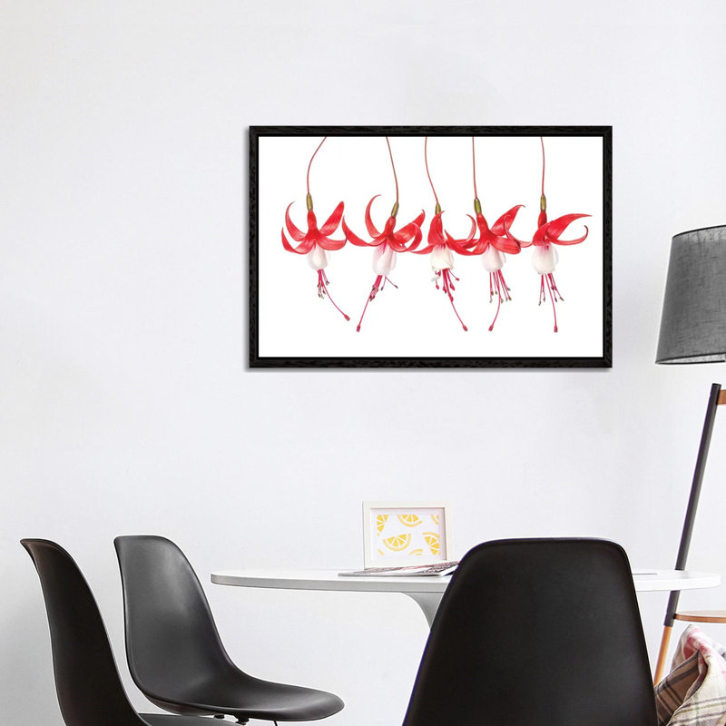 Fuchsia by Mandy Disher - Floater Frame Print on Canvas, Black, 101.6 cm H x 66.04 cm W