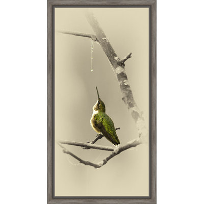 «Hummingbird with Dew Drop», reproduction de photo sur toile tendue encadrée