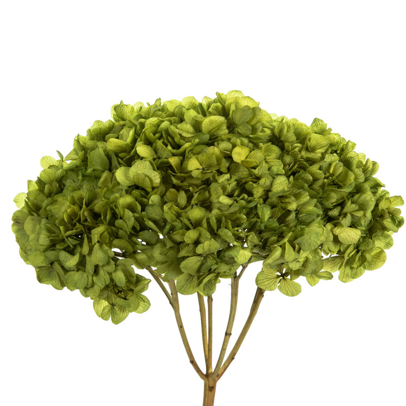 Natural Botanicals 15" Hydrangea with Multiple Branch Segments, Preserved, Basil