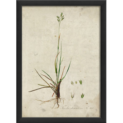 «Botanical», impression encadrée