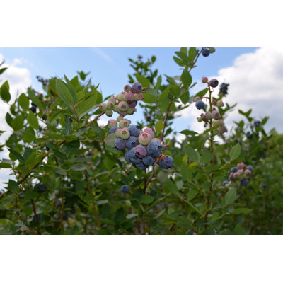 Darrowii Blueberry Plant - Live Plant in a 2 Inch Growers Pot - Vaccinium - Edible Fruit Bearing Tree for The Patio and Garden